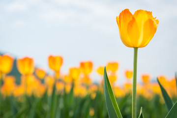 黄色のチューリップ