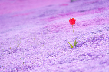芝桜の絨毯に咲く一輪のチューリップ