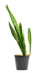 Sansevieria