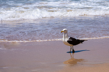 bird on the beach