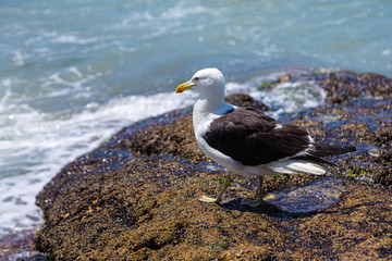 seagull on the rocks