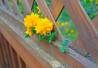 A branch of beautiful blooming Kerria Japonica, on a fence. Diagonal composition. Space for text.