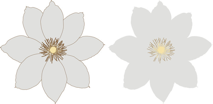 26 180 最適な クレマチス 画像 ストック写真 ベクター Adobe Stock