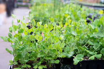 Young green peas plants in the nursery cells, ready to be transplanted