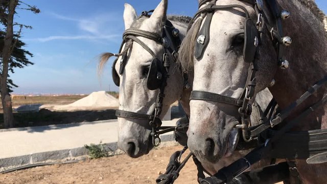 Two white strong horse heads wearing ornate bridles with bells stand together in countryside, close up profile