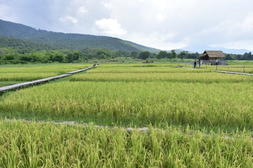 farmer in rice field