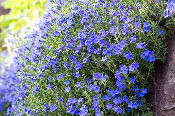 Lithodora plant with small bright blue flowers is covering the garden slope.