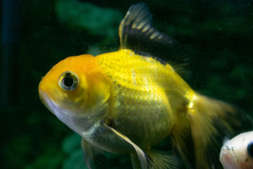 carpa dorada 