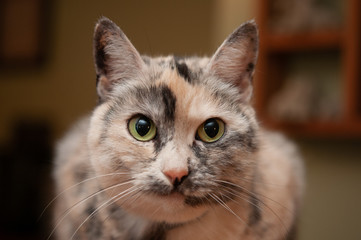 close up portrait of a cat, Peaches