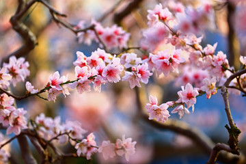 In full bloom in the peach blossom