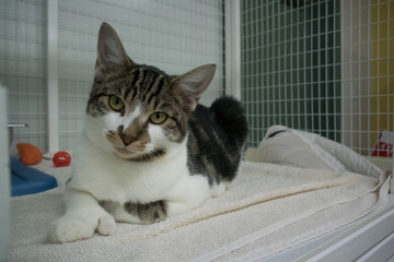 Shelter cat at SPCA