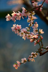 In full bloom in the peach blossom