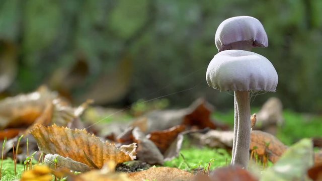 Lockdown shot of spider web on Small mushroom growing amidst fallen leaves in forest - Steigerwald, Germany