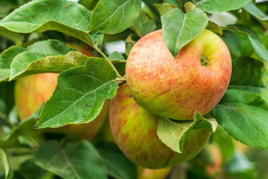 Ripe Apples Honeycrisp On Apple Tree Branch.