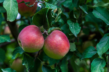 Apple on a tree branch with leaves in farm or orchard.