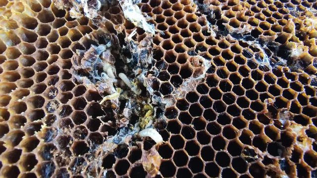 Big and small larvas of wax moth raising in old honeycombs,close up life of Galleriini caterpillar,parasite in the hive,honey producing problem,infected bee cells,european beekeeping