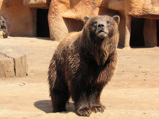 Fototapeta premium wild bear