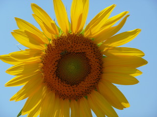sunflower on blue sky