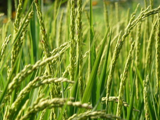 green grass in the wind