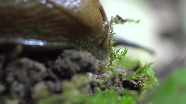 Close-up lockdown shot of slug moving on tiny plants in forest - Steigerwald, Germany