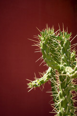spiky green cactus in sunlight with orange red background