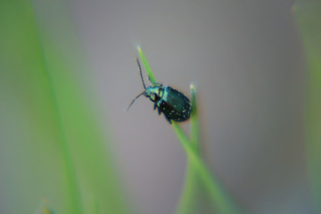 green beetle sits on the grass