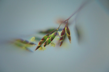 grass seeds on a blue background