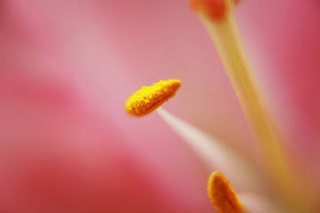 stamens on a pink background
