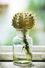 plant in glass bottle, cactus in the garden with sun light from window , terrarium , mini succulent and cactus garden in glass terrarium , branch, flowers , glass of bottle decoration