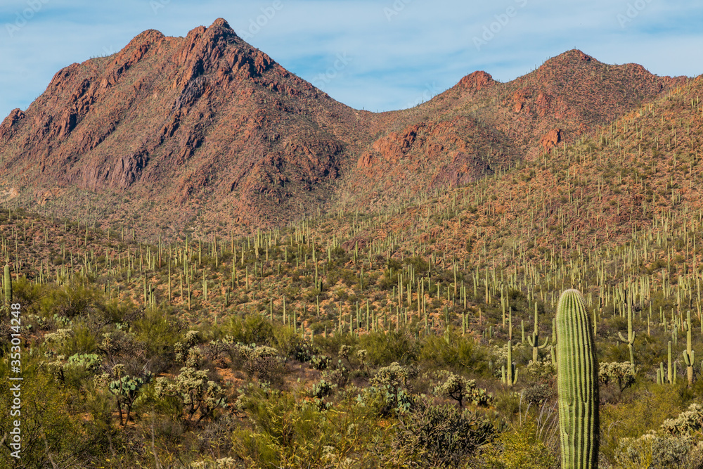 Wall mural saguaro cactus (carnegiea gigantea) forest and the tuscon mountains,tuscon mountain park, tuscon, ar