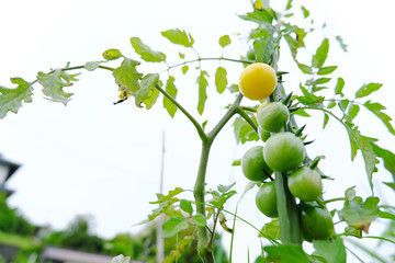 下から見た迫力のある黄色のトマト