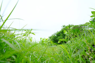 虫目線のローアングルから見た伸び放題の雑草