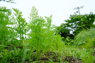 草の生えた畑で育つ力強い人参