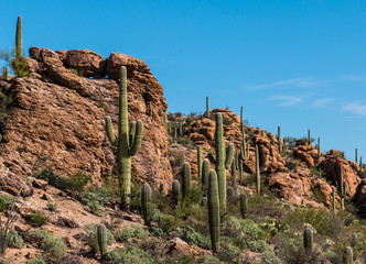 Saguaro Cactus (Carnegiea gigantea)  Forest On Rock Outcroppings In Tuscon Mountain Park, Tuscon,...