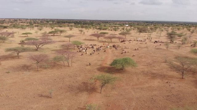 Aerial drone shot of Shepherd and sheep in the grassland of Pune, Maharashtra, India