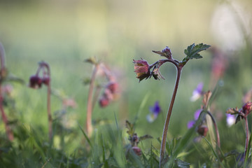 Blossoming water avens, Geum rivales photographed early morning