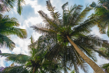 Fototapeta na wymiar View up of palm trees and blue skies
