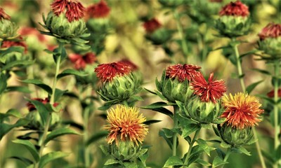 紅花　