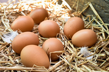 Many eggs in the nest are made from straw. Food obtained from chickens on farms. Healthy products from farmers. Products from rural areas.