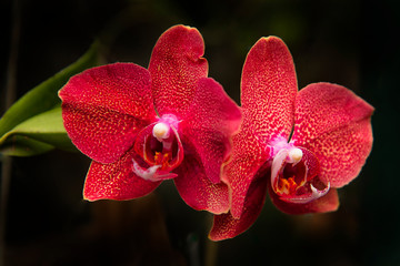 red orchid flower. Doritaenopsis, is an intergeneric hybrid between the orchid genera Doritis and...