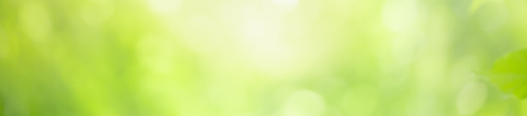 Abstract blurred out of focus and blurred green leaf background under sunlight with bokeh and copy space using as background natural plants landscape, ecology cover concept.