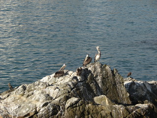 pelican on the rocks