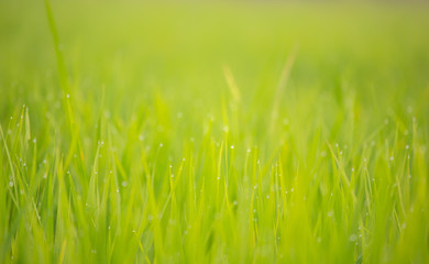 Background of dew drops on bright green background with soft focus. Selected focus.