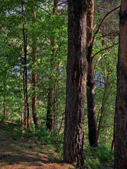 Shady thickets of trees in the forest taiga in the spring.