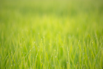 Background of dew drops on bright green background with soft focus. Selected focus.