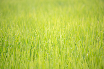 Background of dew drops on bright green background with soft focus. Selected focus.