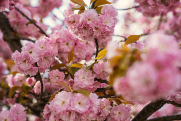 cherry blossom in spring