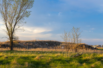 trees growing on the outskirts of the city of Saskatoon with an old, damaged discarded bicycle in the foreground