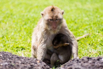 The mother monkey and the baby monkey hugged each other on the field.