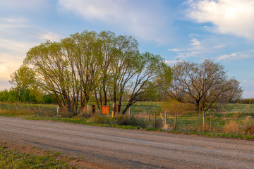 a cluster of trees gowing on what once used to be a farm yard, now on the outskirts of Saskatoon Saskatchewan, Canada